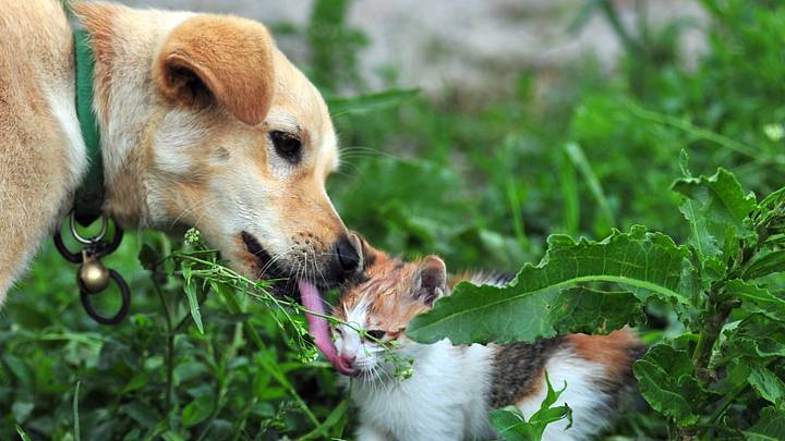 Cat and Dog are best friends