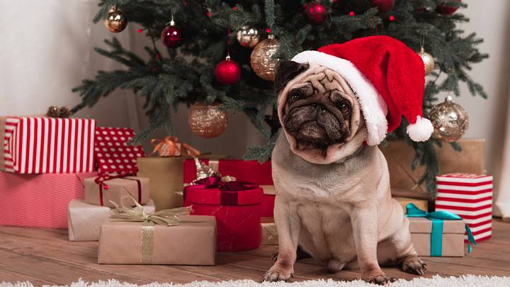 Christmas Pug Christmas Pug